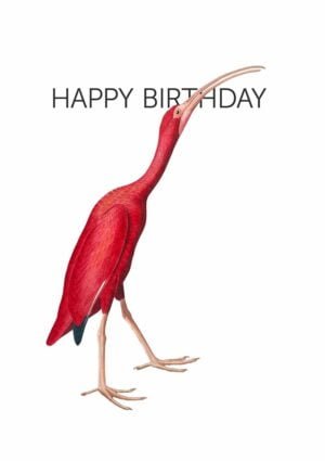 A scarlet Ibis with beak pointing way up in the air, and behind its beak, the words Happy Birthday