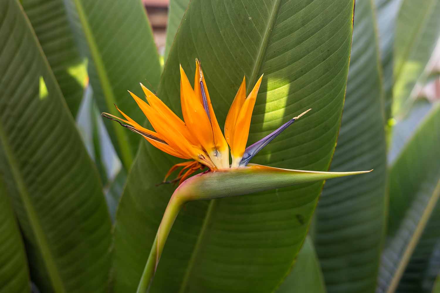 bird of paradise flower