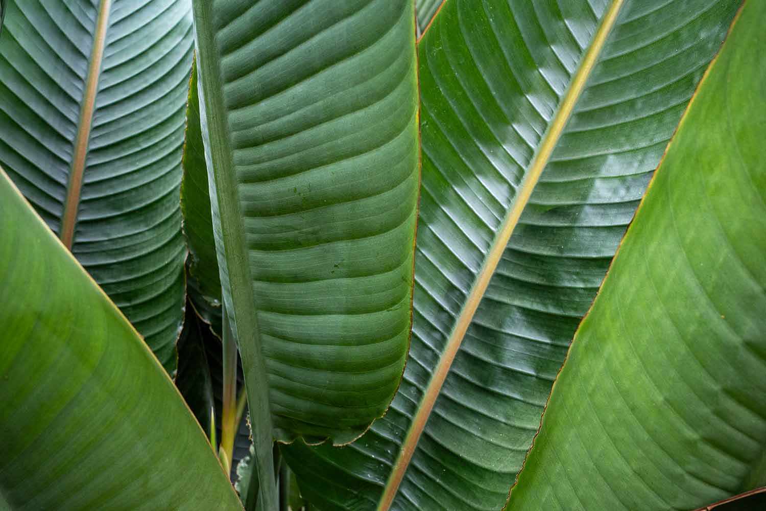 leaves from the bird of paradise plant