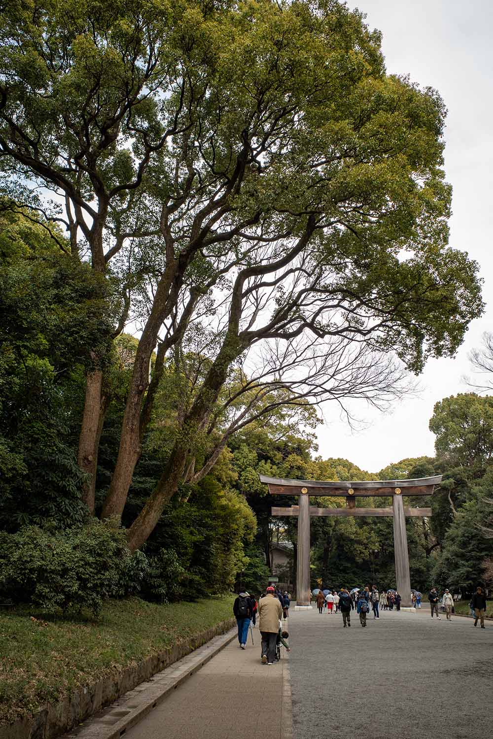trees along the path at Meiji Jingu that have been coaxed into shape to simulate windswept nature.