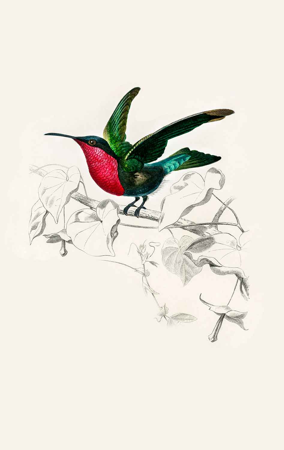 Trochilus granatinus,